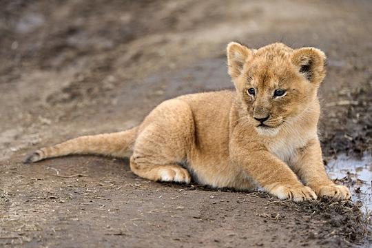 Drie Afrikaanse leeuwenwelpen geboren in WILDLANDS