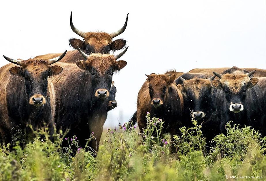 grote grazers oostvaardersplassen