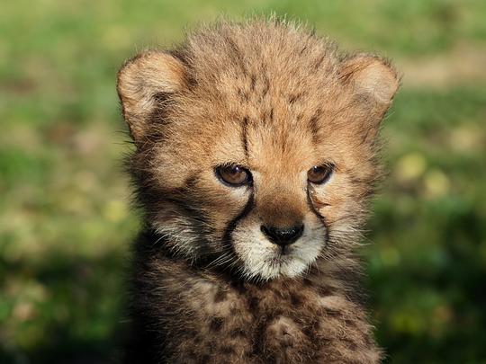 Safaripark Beekse Bergen laat cheetawelp uit Montpellier in het buitenverblijf 