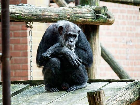 Verontwaardiging bij Partij voor de Dieren na onthulling verhaal dood apen DierenPark Amersfoort / Foto: "Chimpansee" door Erik de Redelijkheid