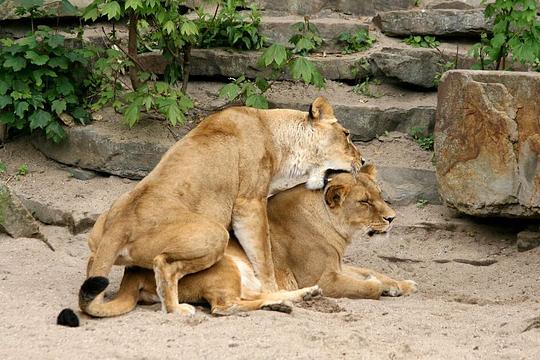 Seksuele diversiteit in ARTIS nu ook op de Canal Pride / Foto: "Leeuwinnen" door Ronald van Weeren