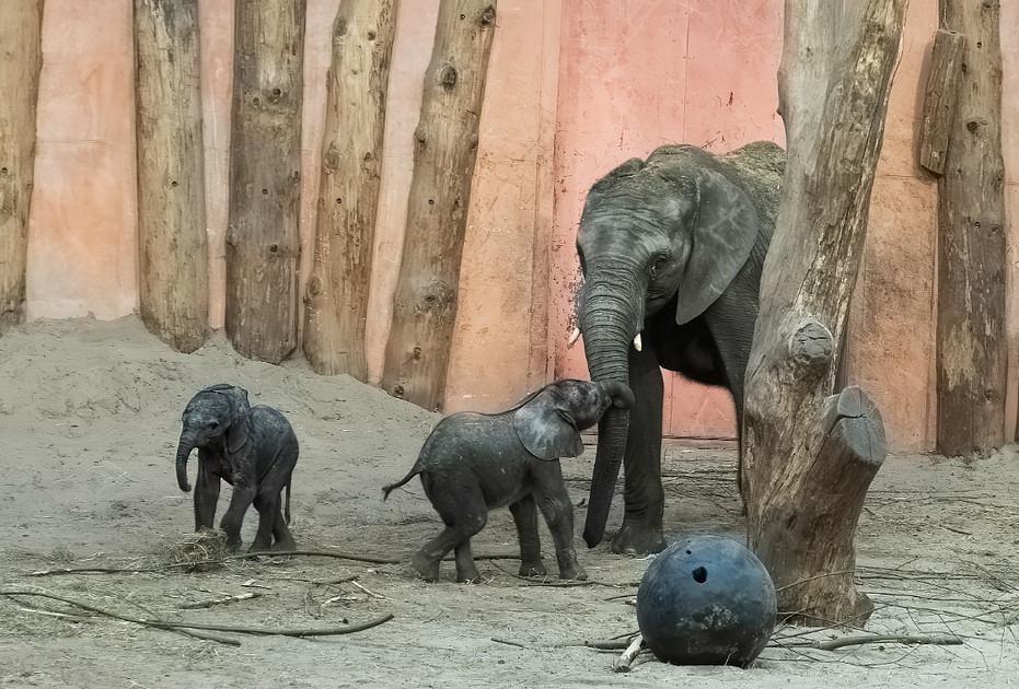 Beekse Bergen verwelkomt tweede Afrikaanse olifantenkalfje in één maand tijd