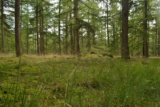 Provincie Overijssel vraagt jongeren om te ‘swipen’ over natuur / Foto: "Boslandschap bij de Besthmenerberg in Ommen" door Janko Hoenen