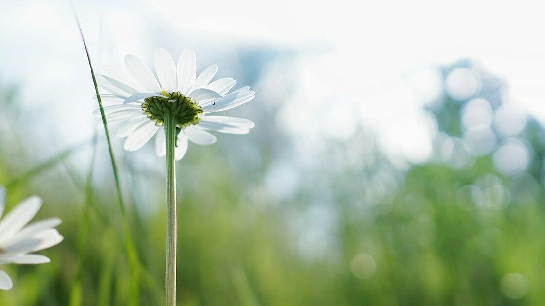 margriet