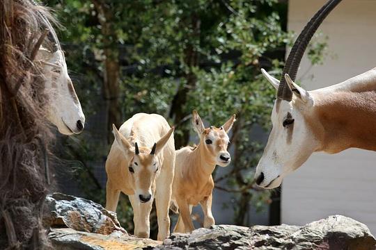 In het wild uitgestorven algazellen geboren in ARTIS / Foto: ARTIS, Ronald van Weeren