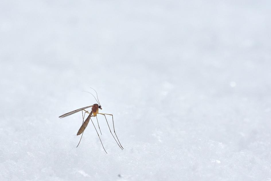 Lowlands Science: wat maakt iemand lekker voor muggen?