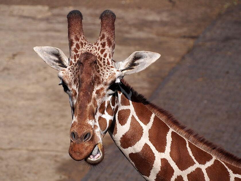 DierenPark Amersfoort lid van vereniging voor dagattracties