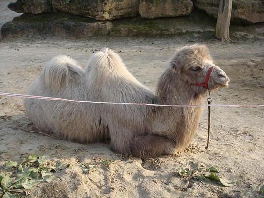 Minister Adema: 'Ik vind attractiepark geen geschikte omgeving voor wilde dieren' / Foto: "Mondo Verde" door Martin Lewison