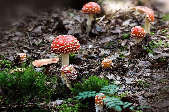 Leuke paddenstoelenroutes met gidsen van IVN Natuureducatie