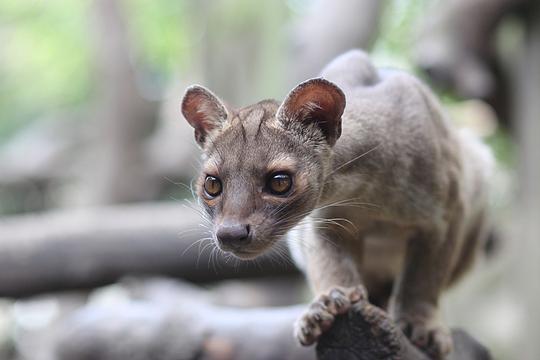 Zeldzame pasgeboren fretkat voor het eerst naar buitenterrein dierentuin / Foto: "Fossa cub" door zoofanatic