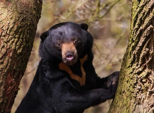 Ouwehands Dierenpark organiseert unieke sponsorloop voor berenwelzijn