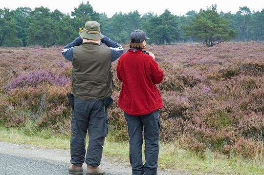 Gelderland verwacht meer toeristen deze zomer / Foto: "hertenkijken in park de Hoge Veluwe" door Johan Wieland