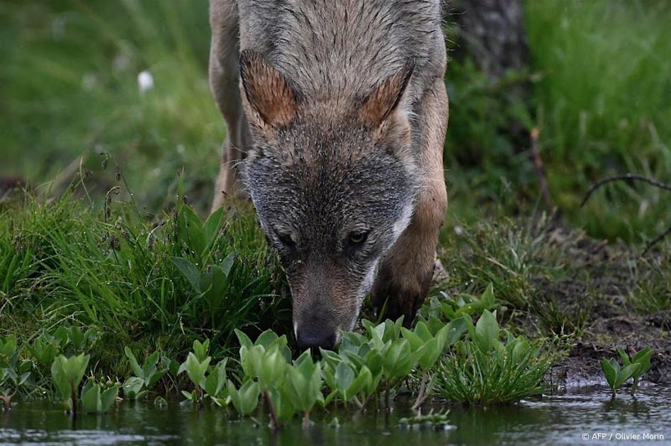Drentse wethouder wil herten loslaten als voer voor wolf