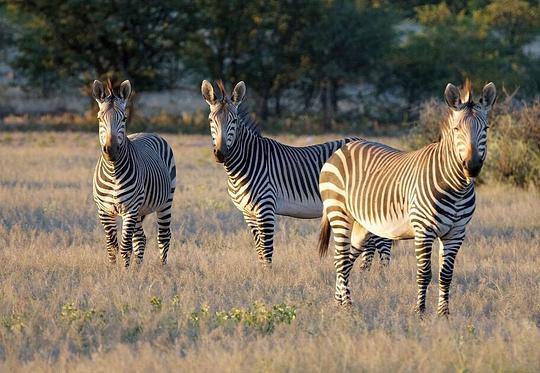 GaiaZoo neemt afscheid van zebra’s na conflicten met neushoorns / Foto: "NAMIBIA 2017 Hartmann's Bergzebra" door Heribert Bechen