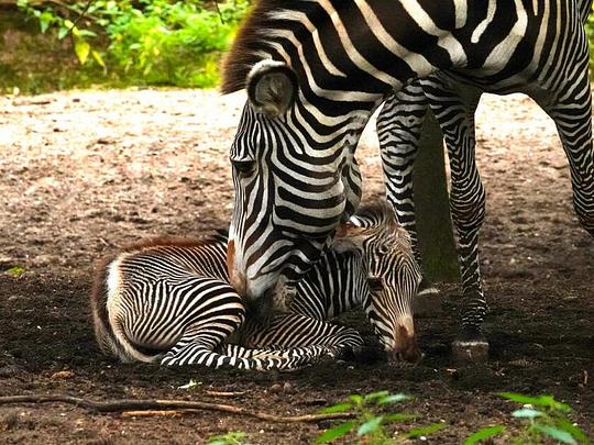 DierenPark Amersfoort verwelkomt zeldzaam zebraveulen