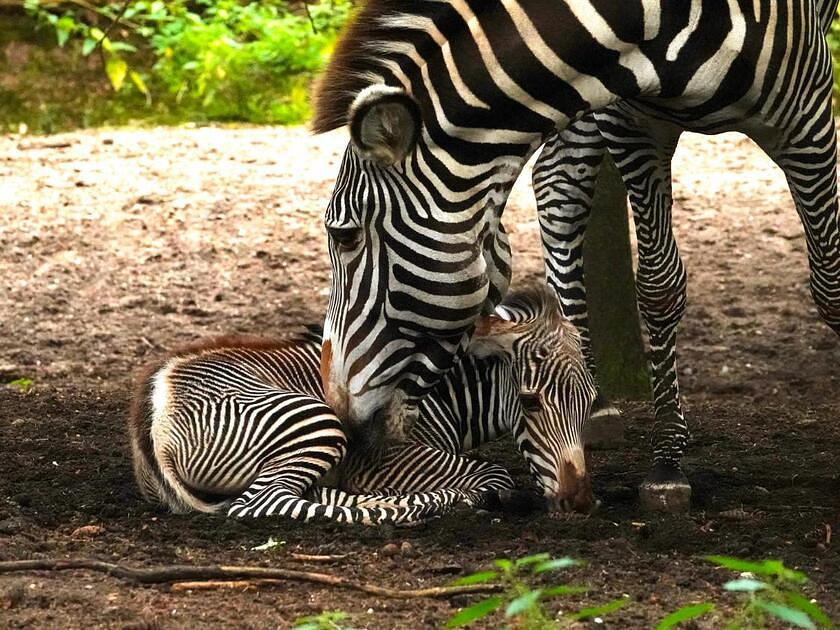 DierenPark Amersfoort verwelkomt zeldzaam zebraveulen