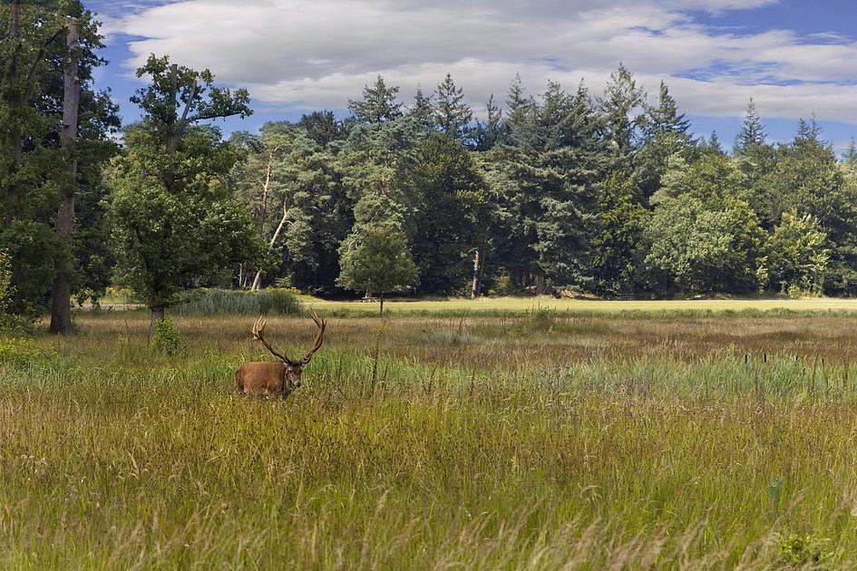 edelhert veluwe