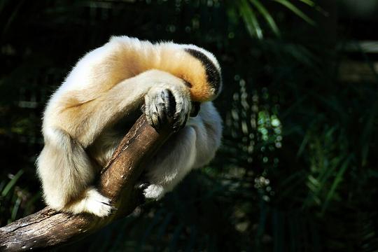 Bezoeker mogelijk schuldig aan dood babygibbon Ouwehands Dierenpark 