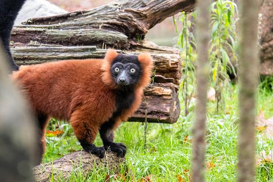 Nieuwe rode vari’s DierenPark Amersfoort ontdekken hun eiland