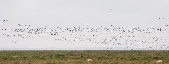 Friesland heeft een plan om 38.000 hectare nieuwe natuur aan te leggen / Foto: "Noorderleeg" door Jip Moors