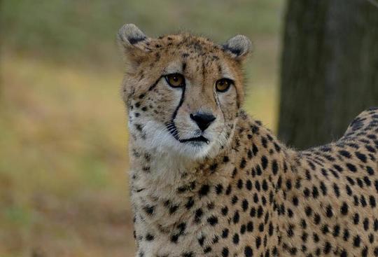 ‘Dierentuin populair onder 50-plussers’ / Foto: "chetha -beekse bergen" door Marie van Dieren 