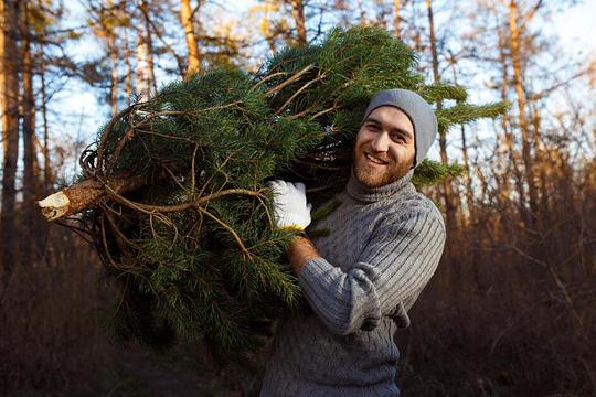 Duurzaam idee: bij kasteel Duivenvoorde kun je kerstbomen ‘huren’