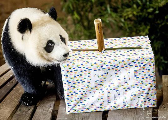 Panda Fan Xing verhuist van Ouwehands Dierenpark naar China