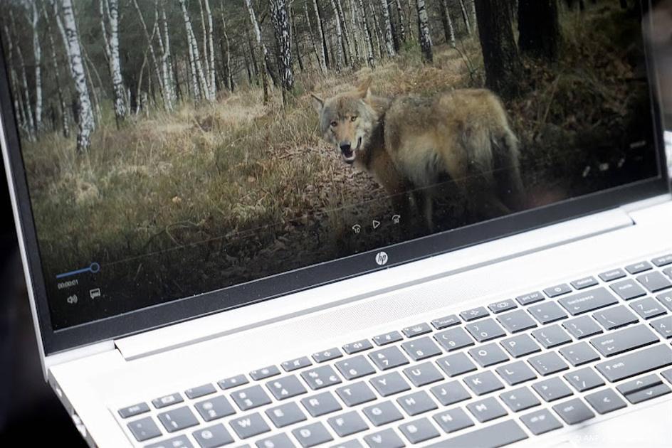 wolf op laptop