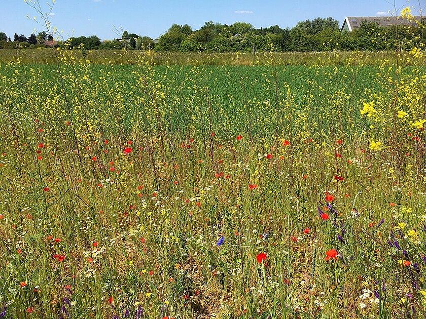 Natuurvriendelijke boeren in Zeeland kunnen rekenen op financiële bijdrage