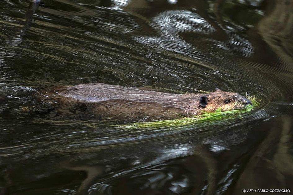 bever in het water