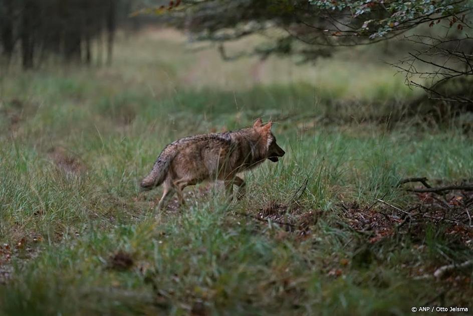 wolf in natuur