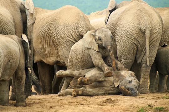 Olifant overlijdt tijdens transport in Wildlands Emmen