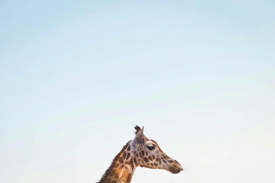 Safaripark Beekse Bergen verwelkomt maar liefst drie zeldzame girafjes