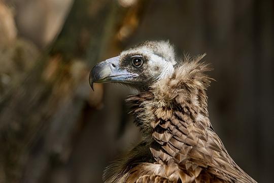 Twee monniksgieren Burgers’ Zoo adopteren kuiken