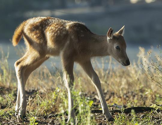 Pater Davidshert en elandantilopen geboren in Safaripark Beekse Bergen