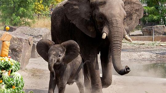 olifant ouwehands dierenpark