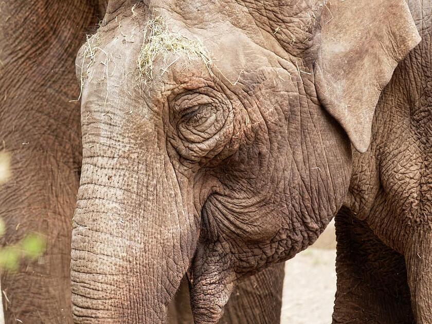 Burgers’ Zoo biedt onderkomen aan twee olifantenvrouwtjes uit Belfast / Foto: "Aziatische Olifant" door Erik de Redelijkheid