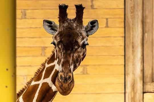 Diergaarde Blijdorp meldt overlijden te vroeg geboren giraffe