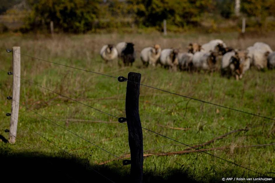 hek waarachter schapen staan