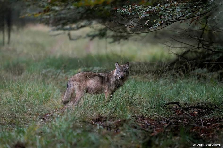 Steeds meer Nederlanders willen wolf verjagen of afschieten