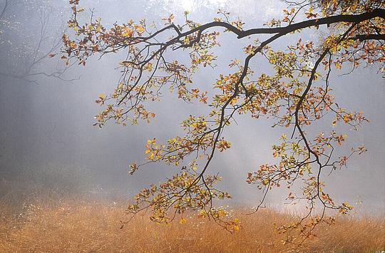 Dit zijn de leukste bossen voor een herfstwandeling in het hele land / Foto: "Nationaal Park Zuid-Kennemerland autumn" door Joost J. Bakker