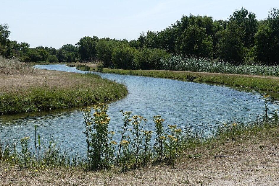 Levende grasmaaiers helpen mee met natuurherstel AWD / Foto: "Zicht op kanaal in de Amsterdamse Waterleidingduinen" door G. Lanting