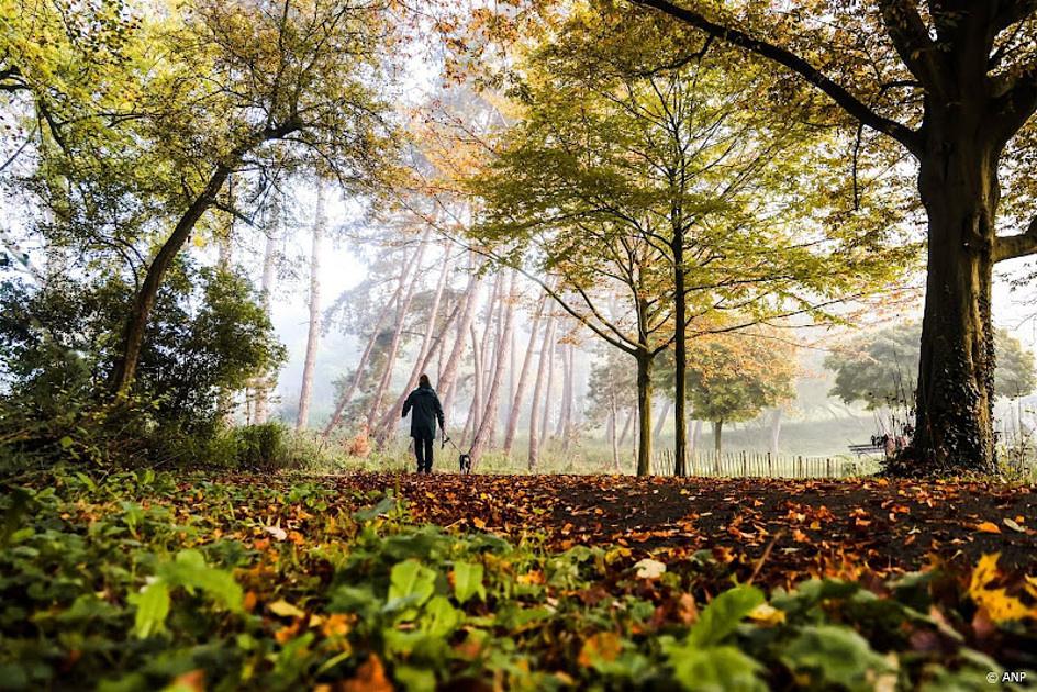 iemand buiten in bos met hond