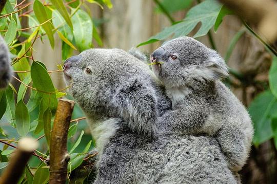 Krijgt Ouwehands Dierenpark een koalababy? / Foto: "Koala" door Mathias Appel