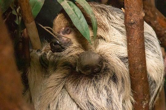 Europees luiaardkoppel krijgt elfde jong in DierenPark Amersfoort 