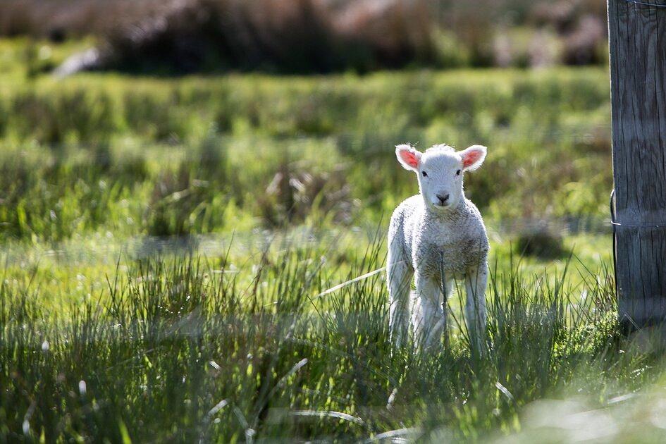 Eerste lammetjes geboren bij de schaapskooi in Exloo 