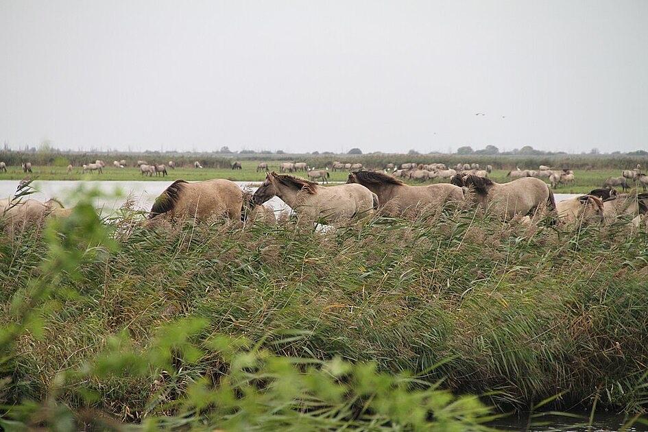 Door stekelige plant verhuist kudde konikpaarden van Lelystad naar Groningen / Foto: "Een kude Konikpaarden in de Oostvaardersplassen" door Rick Boer