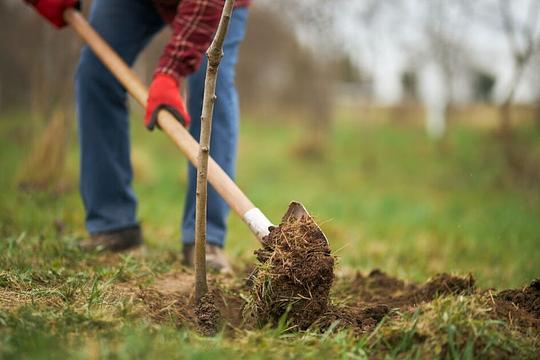 Overijssel is bijna 68.000 bomen rijker