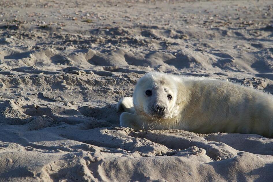 Zeehondenpup dood aangetroffen in Wildlands / Foto: "Zeenhond baby" door 1000zen