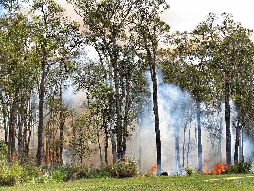 Gelderland maakt geld vrij voor aanpak grootschalige natuurbranden / Foto: "BUSHFIRE (18)" door bertknot